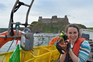 The views from the boat are spectacular. As well as seeing the Bass Rock and the coastline from the sea, you can see Tantallon Castle. 