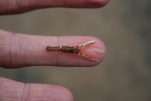 The baby lobsters are only x mm long . Fishermen bring "berried hens" to the hatchery and the baby lobsters are then bought on for two months before being released. They have a much greater chance of surviving in the wild once they are xx mm long. 