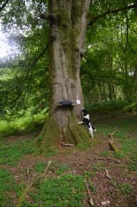 Rory checking the squirrel traps.