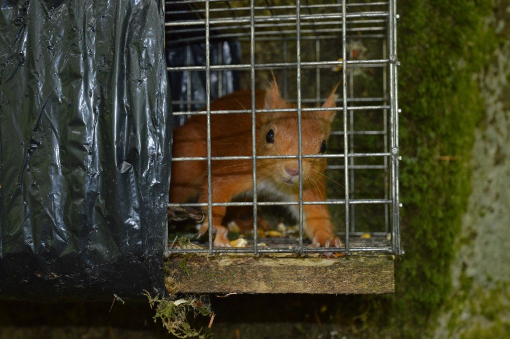 Red squirrels are released. Number have been increasing in recent years. 