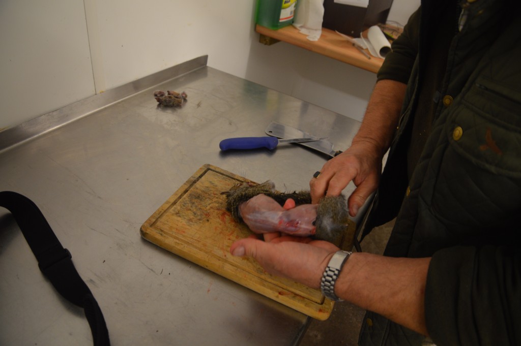 Grey squirrel being skinned, starting from the back. 