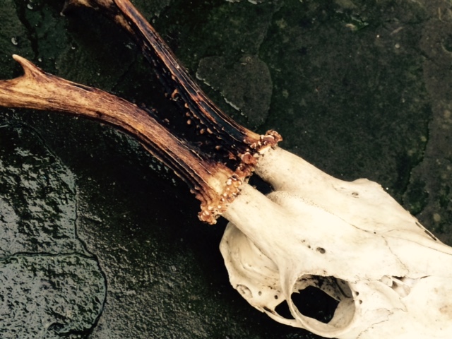 A roe deer skull I found on Glen Clova. The back of the antlers were black so I wonder if it was running from the muirburn? Or died before the heather was burnt off?