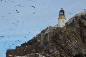 Gannets flying around the Bass Rock. 