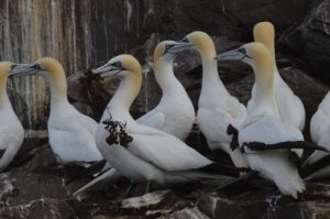 Males offer seaweed to potential mates. 