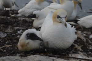 Adult gannet and young. 