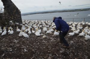 Catching gannets. 