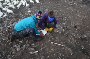 Putting gannets in a harness. 