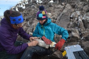 Tagging gannets. 