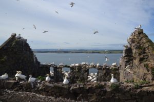 St Baldred's Chapel on the Bass Rock is thick with nesting birds. 