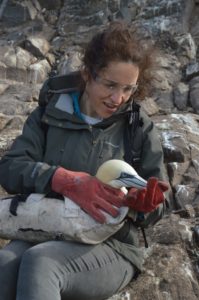 Me wearing safety glasses and gloves to keep gannet safe while scientists attach a tag. 