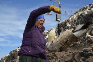 Weighing gannets. 