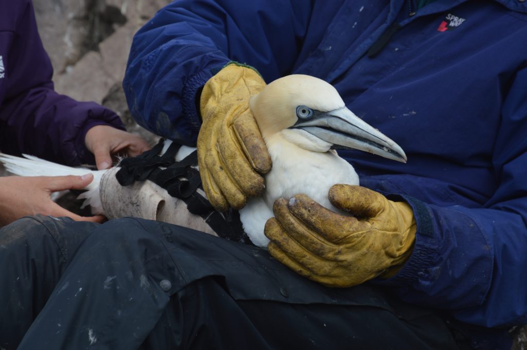 Tagging gannets on the Bass Rock. 