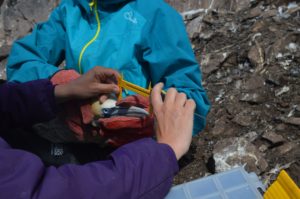 Measuring gannet beaks. 