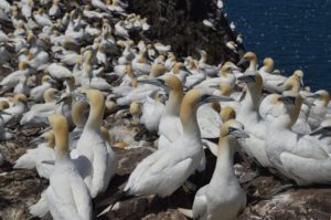 Gannets crowd onto the Bass Rock.