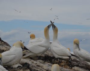 Gannets bonding.