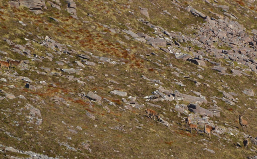 Dominant stag with a group of hinds