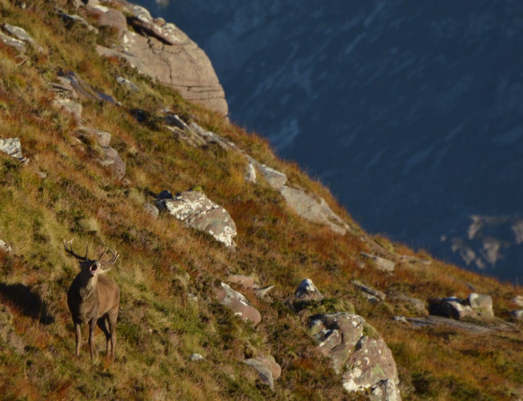 Young stag roaring 