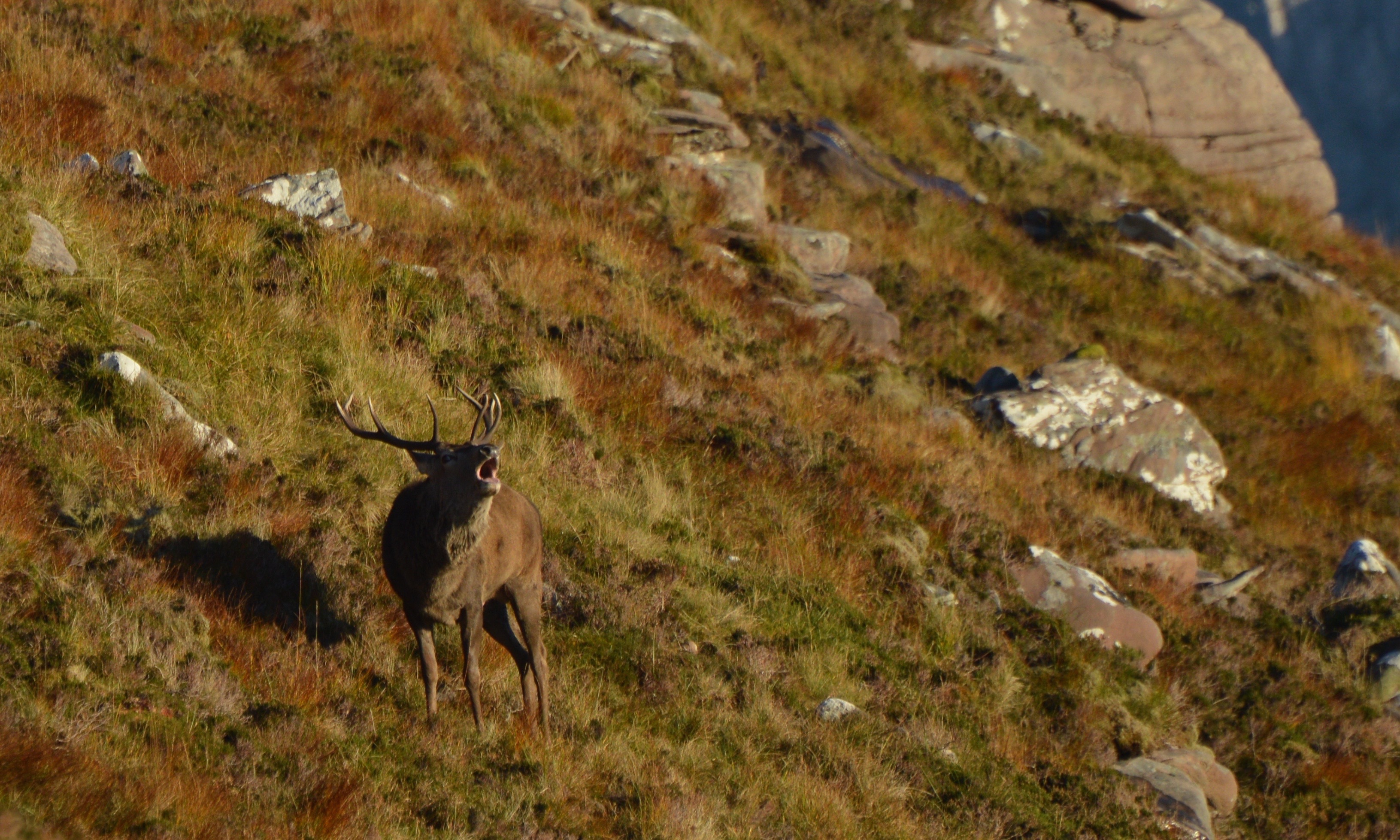 This 8-pointer stag is in the height of the rut, roaring to demonstrate his willingness to fight for the chance to mate with the hinds. 