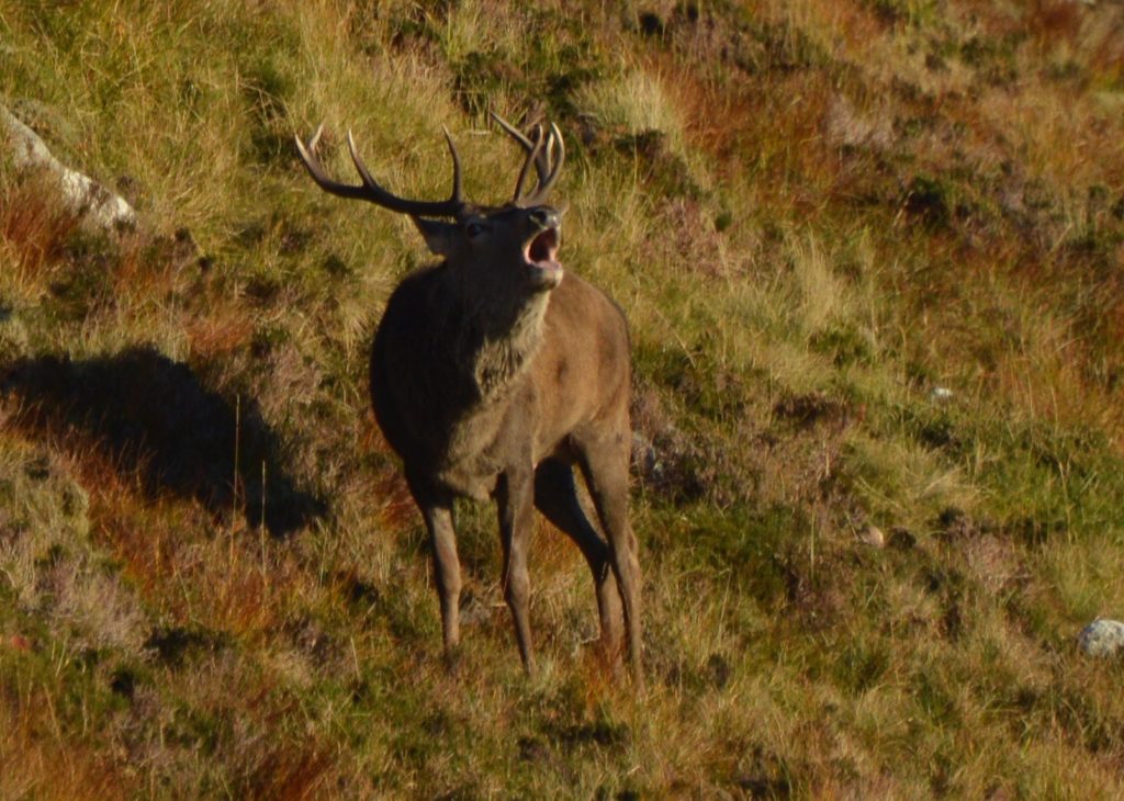 Young stag, roaring 