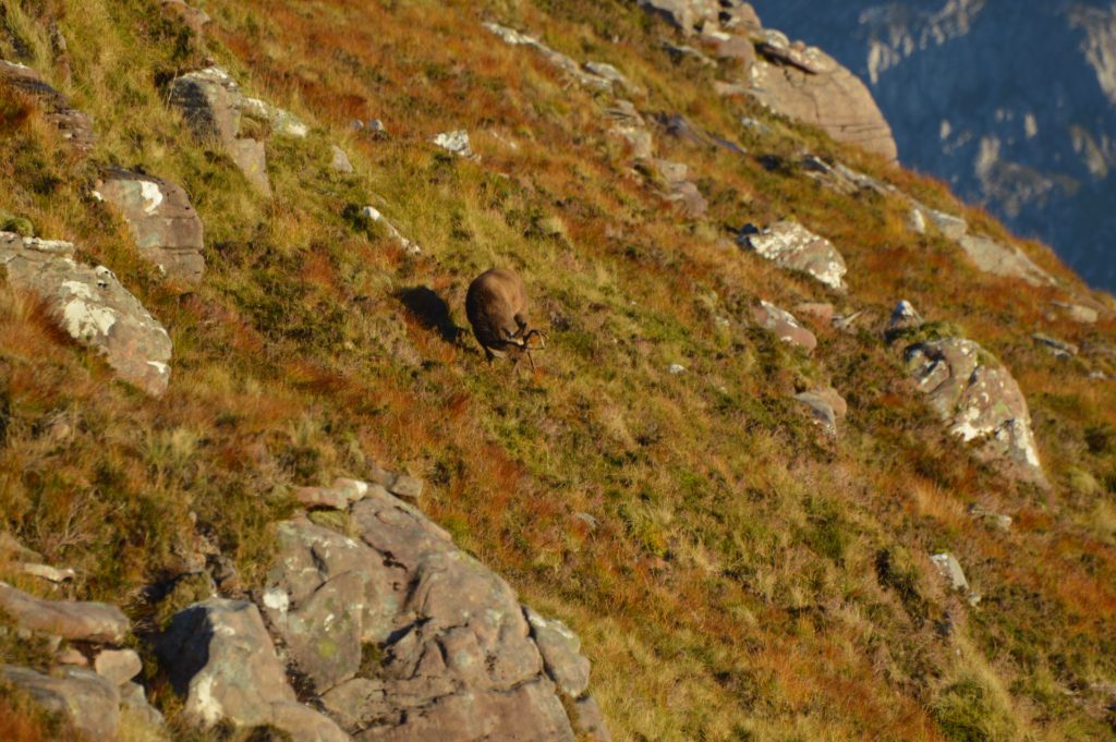 Young stag rubs his antlers in frustration.