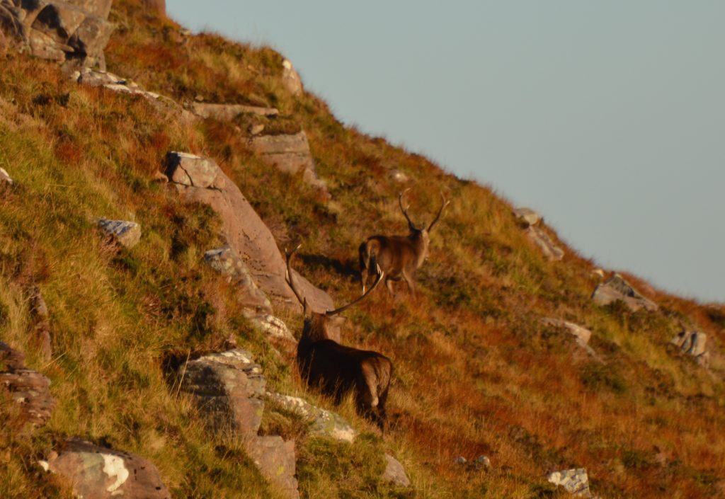 The dominant stag chases away the young pretender