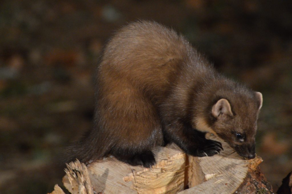 Pine martens were once persecuted for attacking hens, but are now making a comeback in the Highlands. 