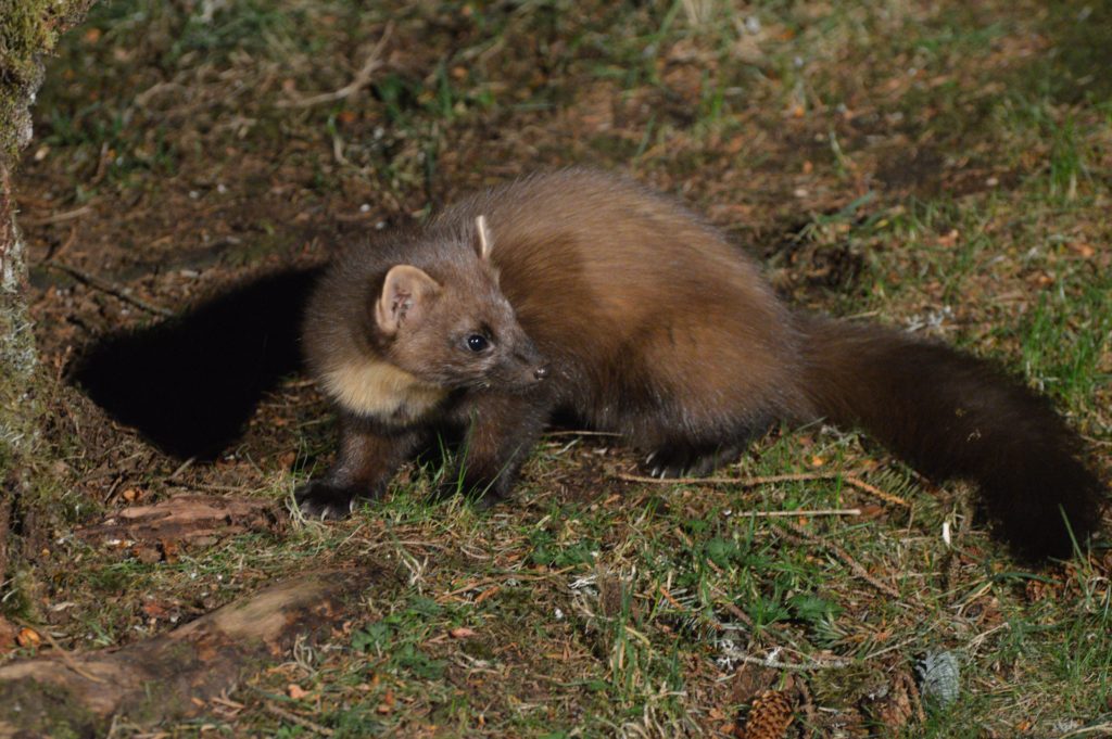 A pine marten viewed from the hide at Aigas Field Centre. 