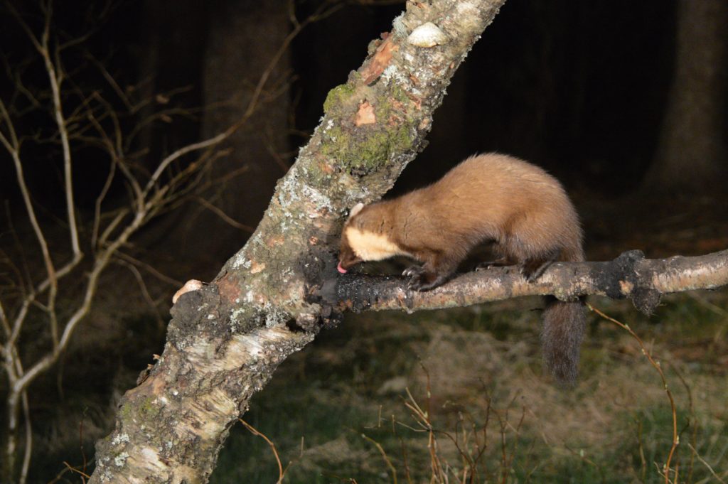 A pine marten licks the bark to finish the last of the honey. 