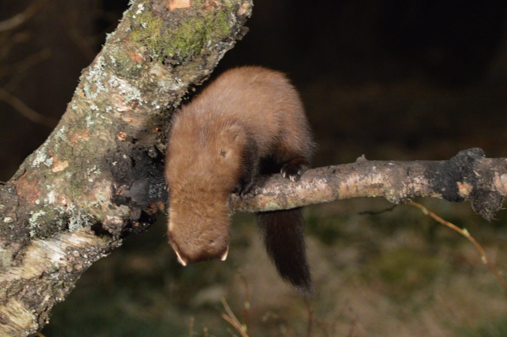 A pine marten looking for danger - and peanuts. 