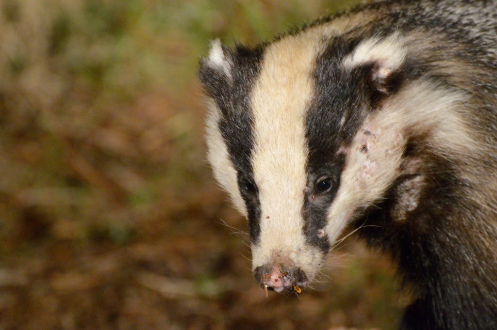 The pine martens soon disappeared when the badger came along. 