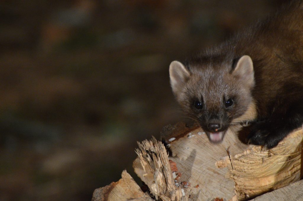 Pine martens have strong teeth but short jaws to munch peanuts. 