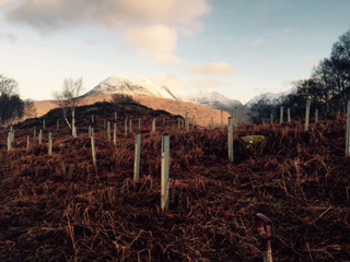 Trees planted in bracken, a sign of fertile soil. 