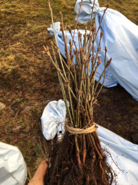  Bare root trees ready for planting. 