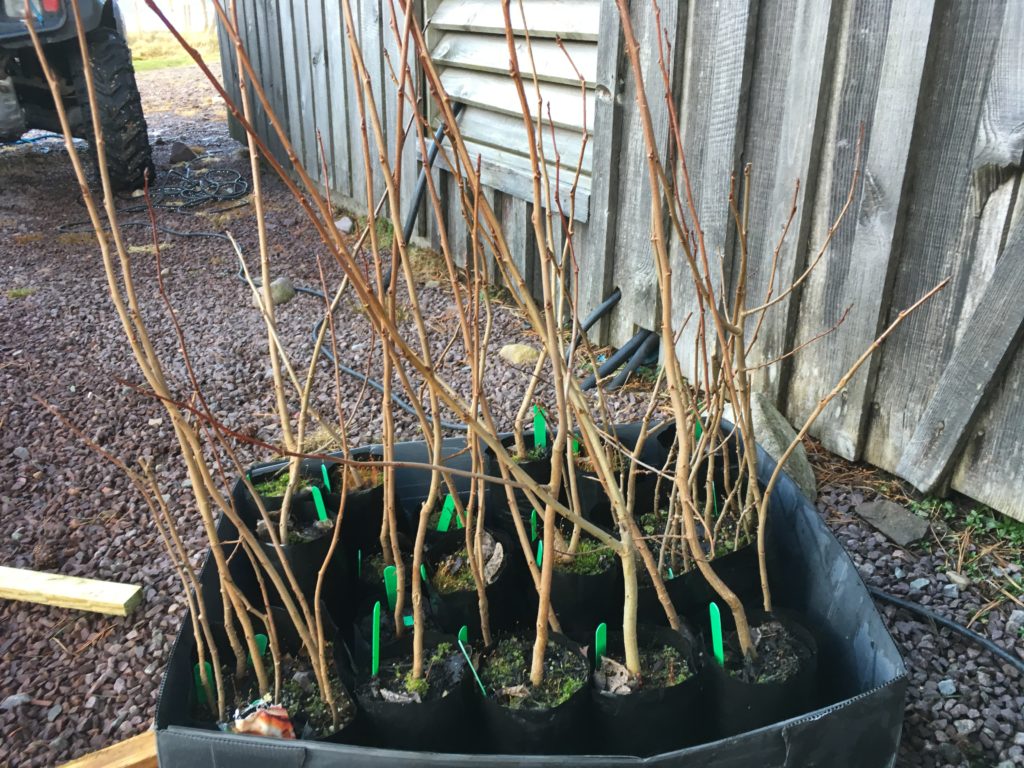 Cell-grown aspen. 