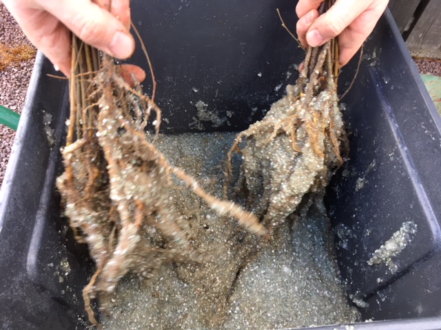 Mycorrhizal powder was used for an experimental 'organic' plot. 