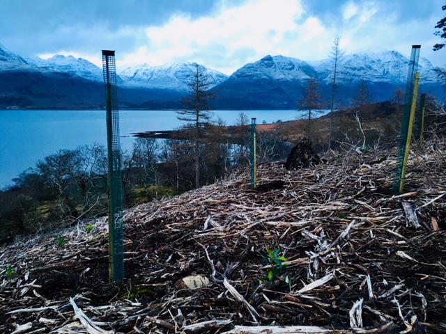 Trees planted in rhododendron brash. 