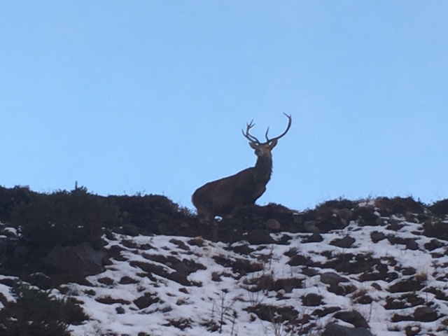 Red deer eat the young trees if they are not protected. 