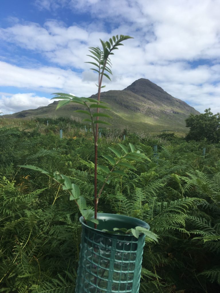 Some trees, mostly rowan, are already out the top of the 1.2 tubes. 