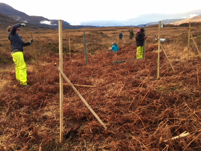 Double staking trees using triangulation. 