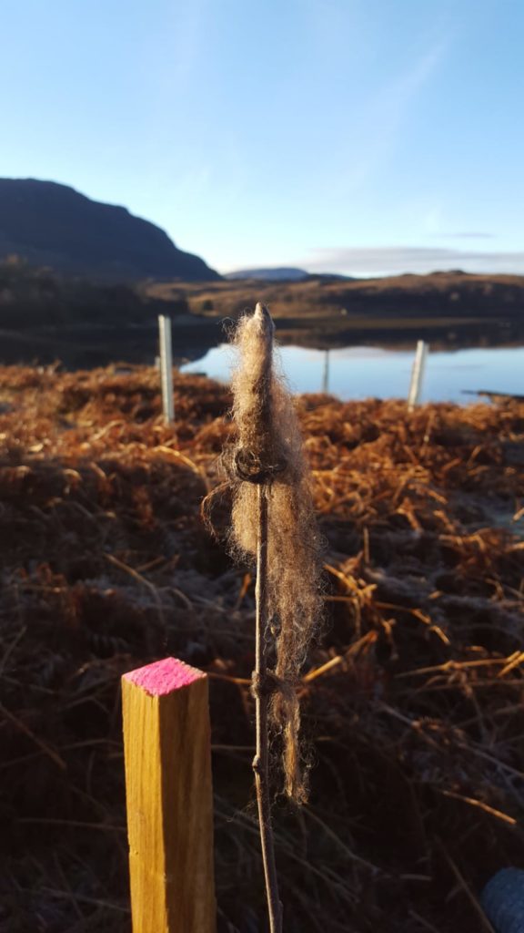 Sheeps wool on trees to stop the deer browsing. 