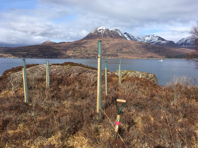Aspen planted in 1.8m tubes by Loch Torridon. 