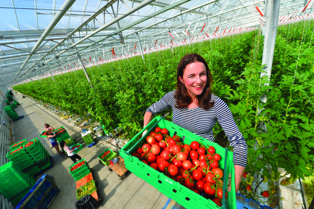 Harvesting tomatoes at Standhill Farm © Angus Blackburn, Scottish Field