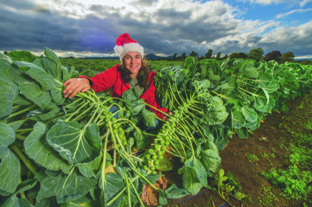 Brussel sprouts for Christmas © Angus Blackburn, Scottish Field