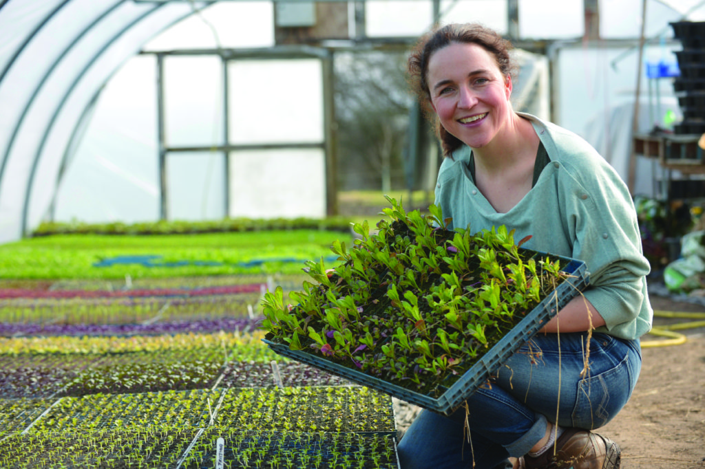 Different varieties of lettuce grown at East Coast Organics © Angus Blackburn, Scottish Field