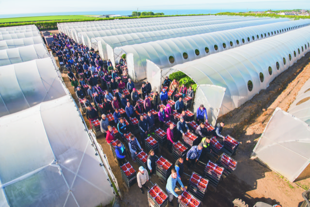 Workers at Angus Soft Fruits, mostly from Eastern Europe, gather strawberries from dawn on a farm by the sea. 