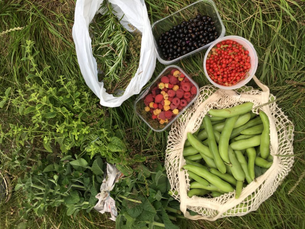 Bounty from the allotment. 