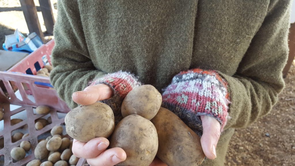 Buying potatoes at Bridgend Growing Communities to grow my own. 