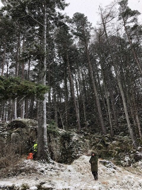 First we had to assess how the trees would be felled safely in the snow. 