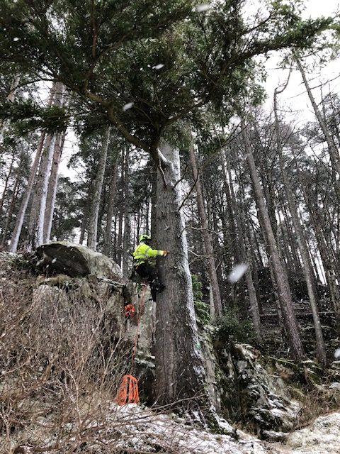 Then the limbs of the Douglas Fir had to be removed. 