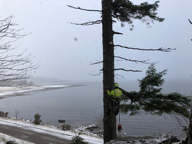 Tree work above Loch Torridon. 